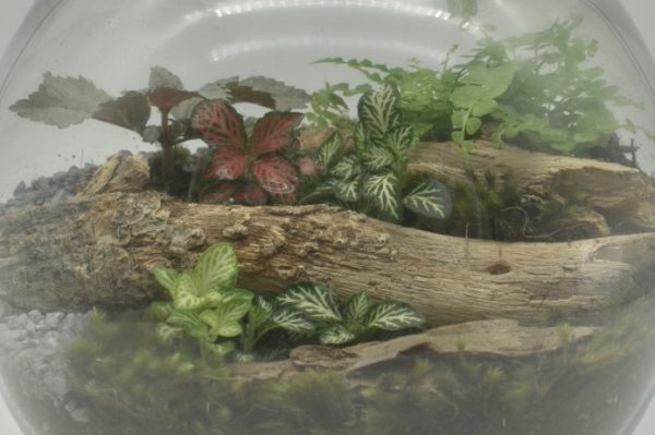 Medium Fishbowl Terrarium (enclosed) - Image 2