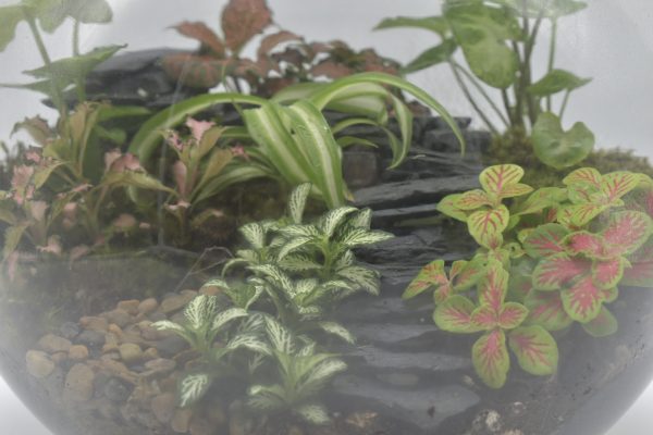 Large Fishbowl Terrarium (enclosed) - Image 2